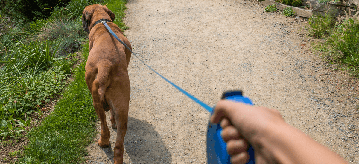 Example image of someone walking a dog without retinal disease symptoms.